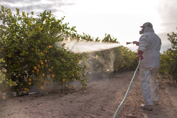 Best Termite Control Services  in Dillon, SC
