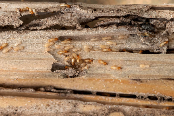 Best Best Pest Control Companies  in Dillon, SC