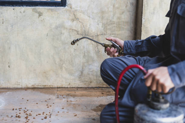 Best Flea Control Services  in Dillon, SC